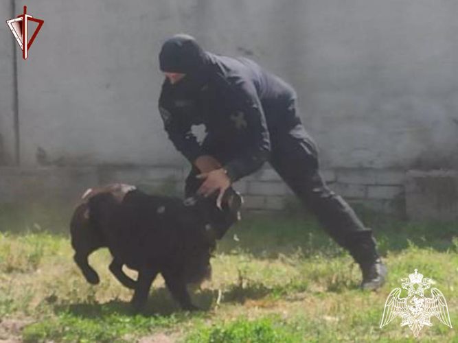 В Тверской области кинологи Росгвардии отмечают профессиональный праздник